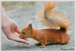 Nom : Squirrel_Risk_by_Sinetaar.jpg
Affichages : 205
Taille : 18,0 Ko