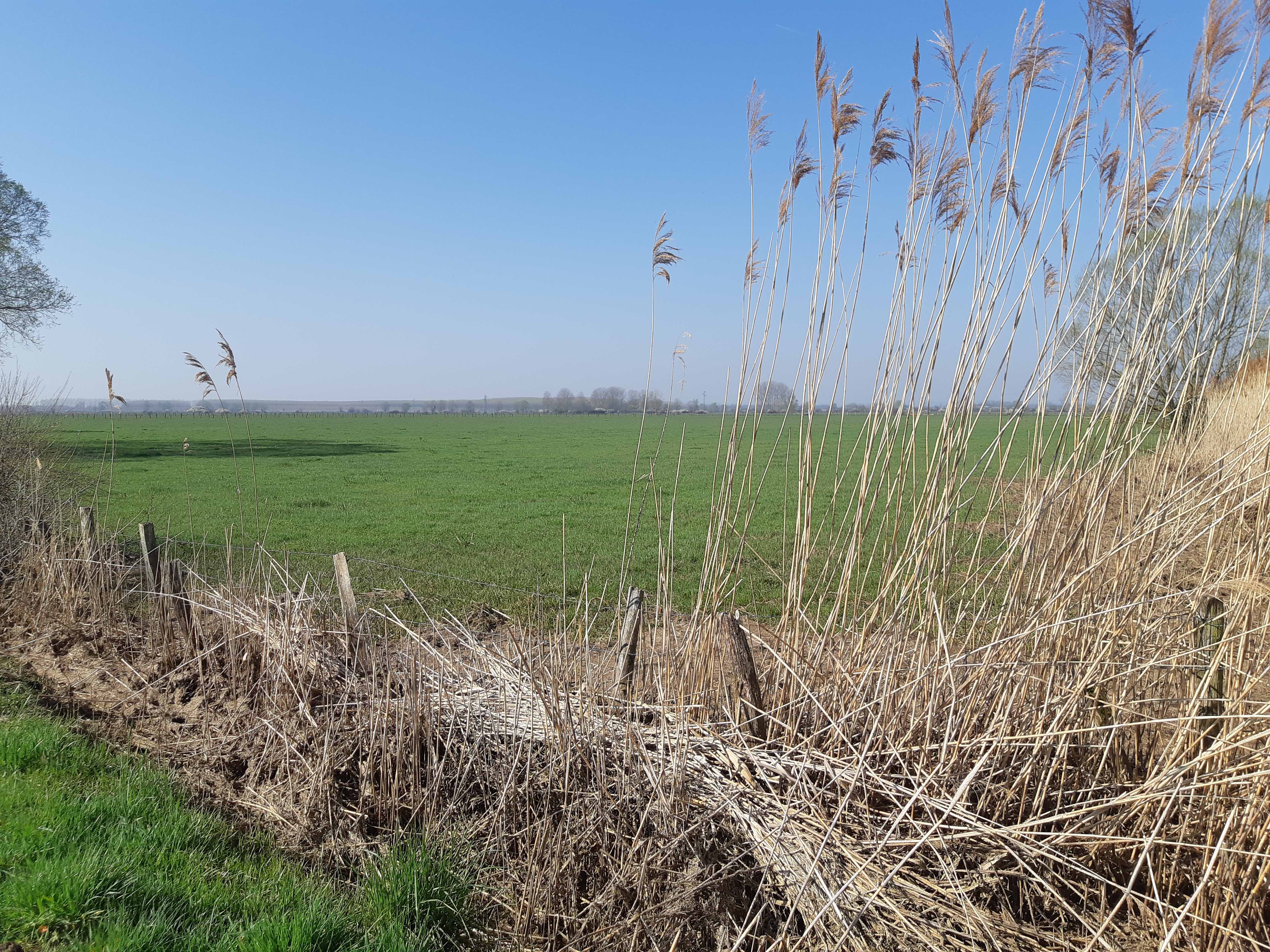 Nom : prairie sèchée.jpg
Affichages : 1336
Taille : 1,75 Mo