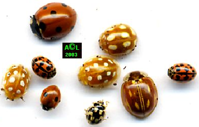 Nom : coccinelles.png
Affichages : 1064
Taille : 104,8 Ko