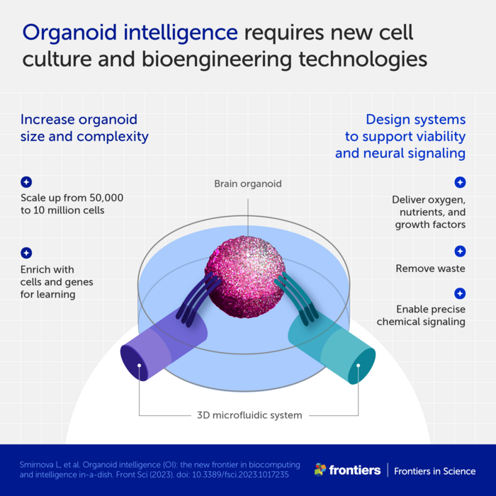 Nom : Low-Res_Infographic 2 - organoid intelligence.png.png
Affichages : 3127
Taille : 214,1 Ko